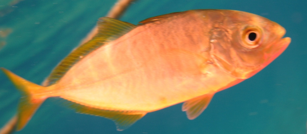 juvenile Caranx crysos